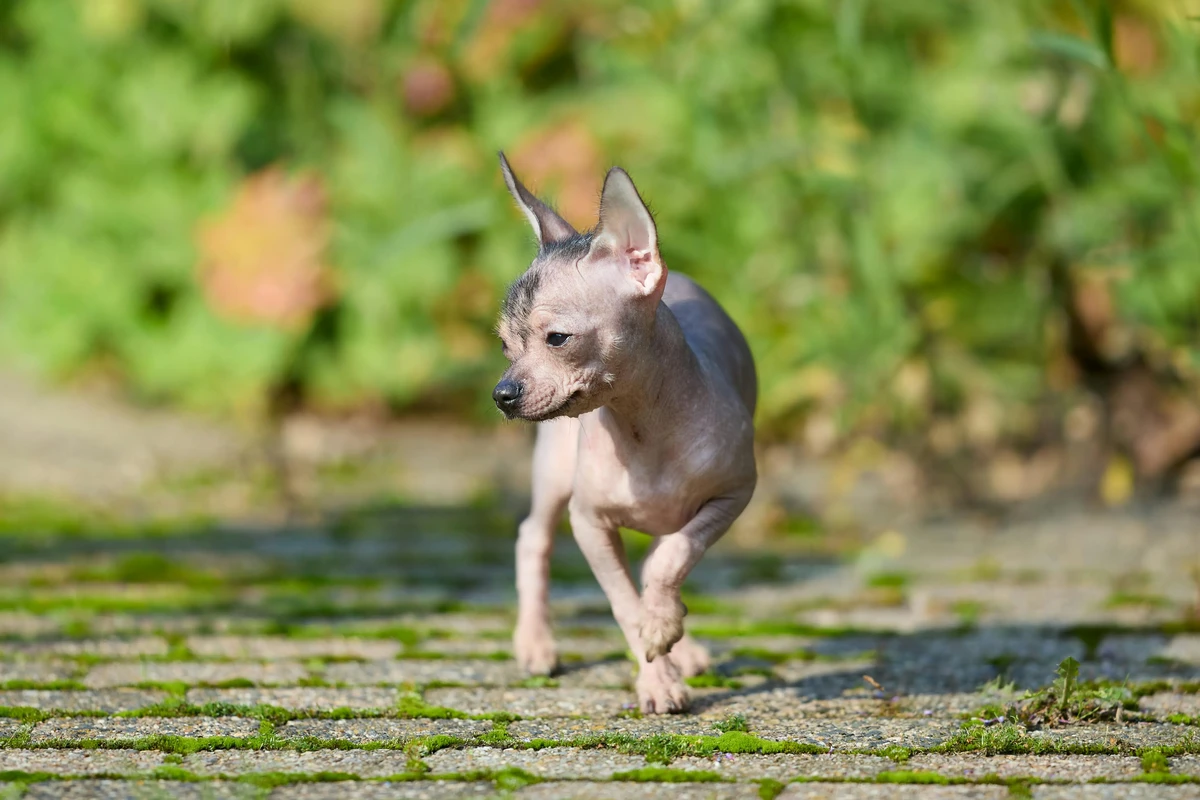 Xoloitzcuintli
