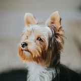 Terrier yorkshire