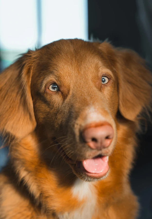 Nova Scotia Duck Tolling Retriever