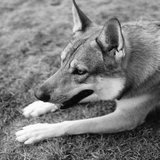 Elkhound noruego gris