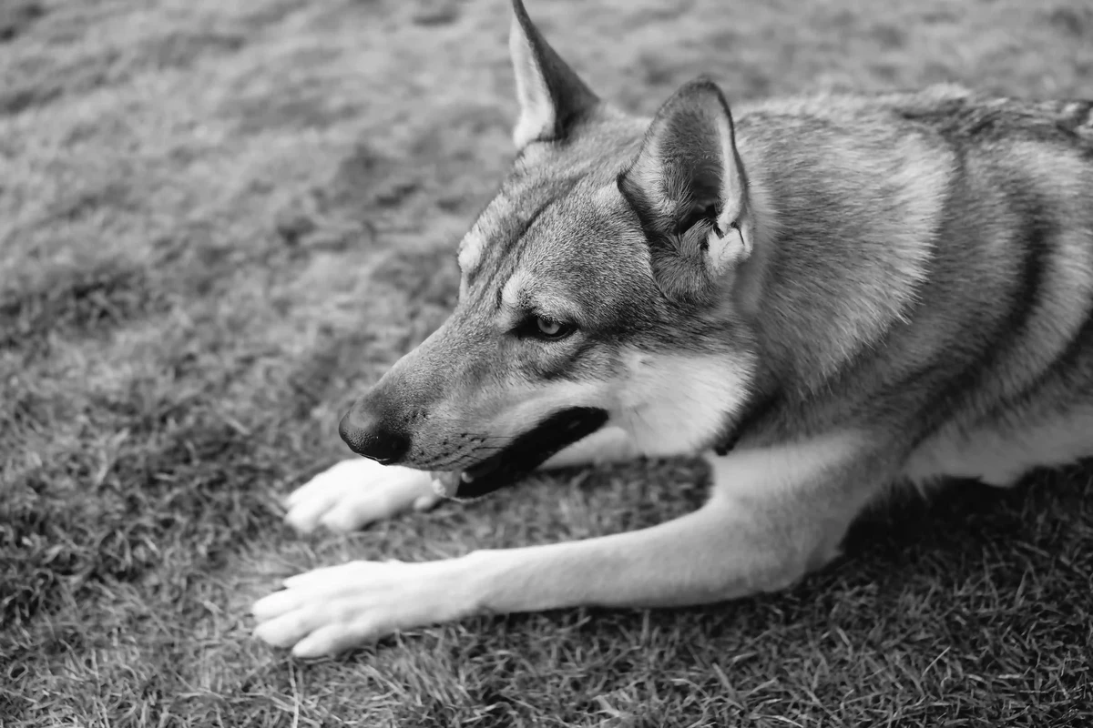 Norwegian Elkhound Grey
