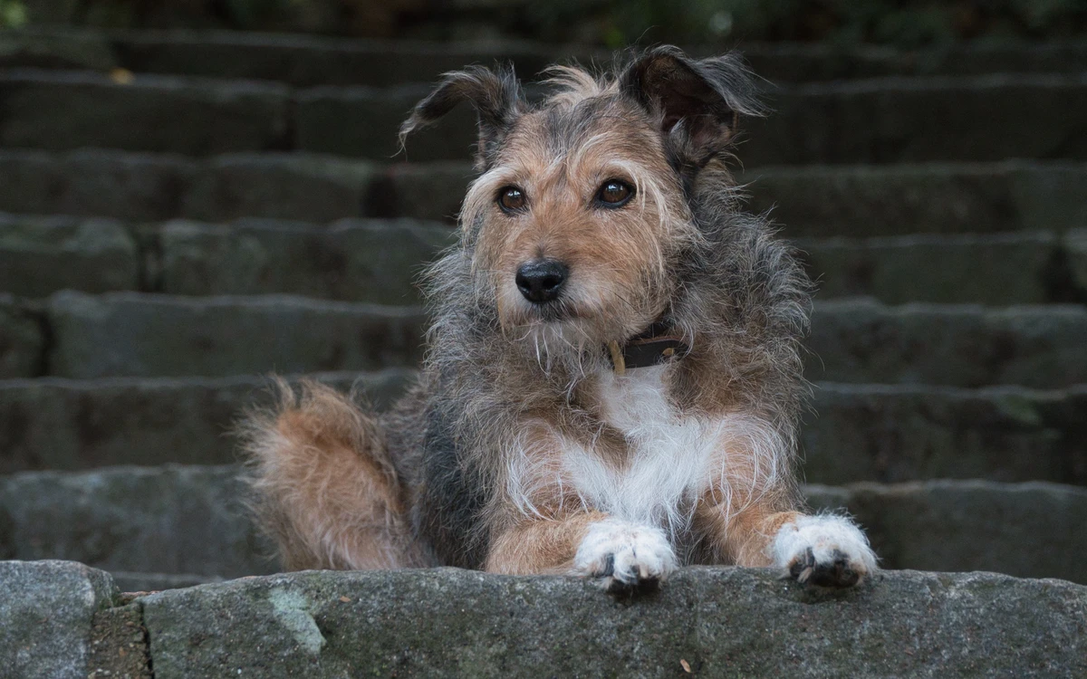 Portuguese Podengo