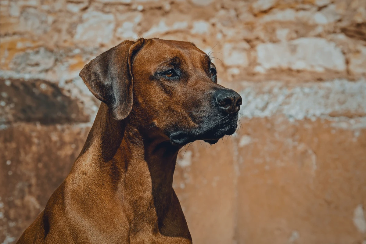 Rhodesian Ridgeback