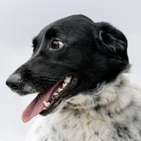 Friesische Vorstehhund