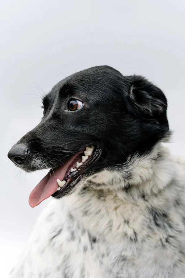 Friesische Vorstehhund