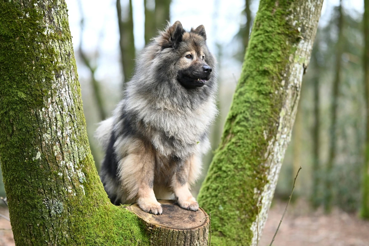 Keeshond (Wolfspitz)