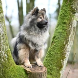 Keeshond (spitz lobo)