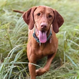 Kurzhaariger Ungarischer Vorstehhund (Vizsla)