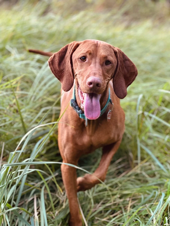 Kurzhaariger Ungarischer Vorstehhund (Vizsla)