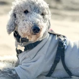 Terrier de Bedlington
