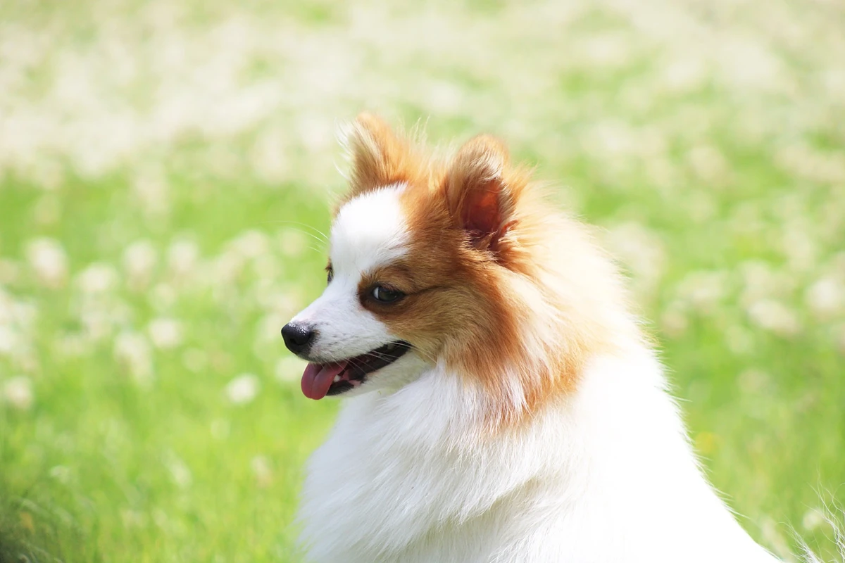 German Spitz