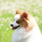 Spitz alemán