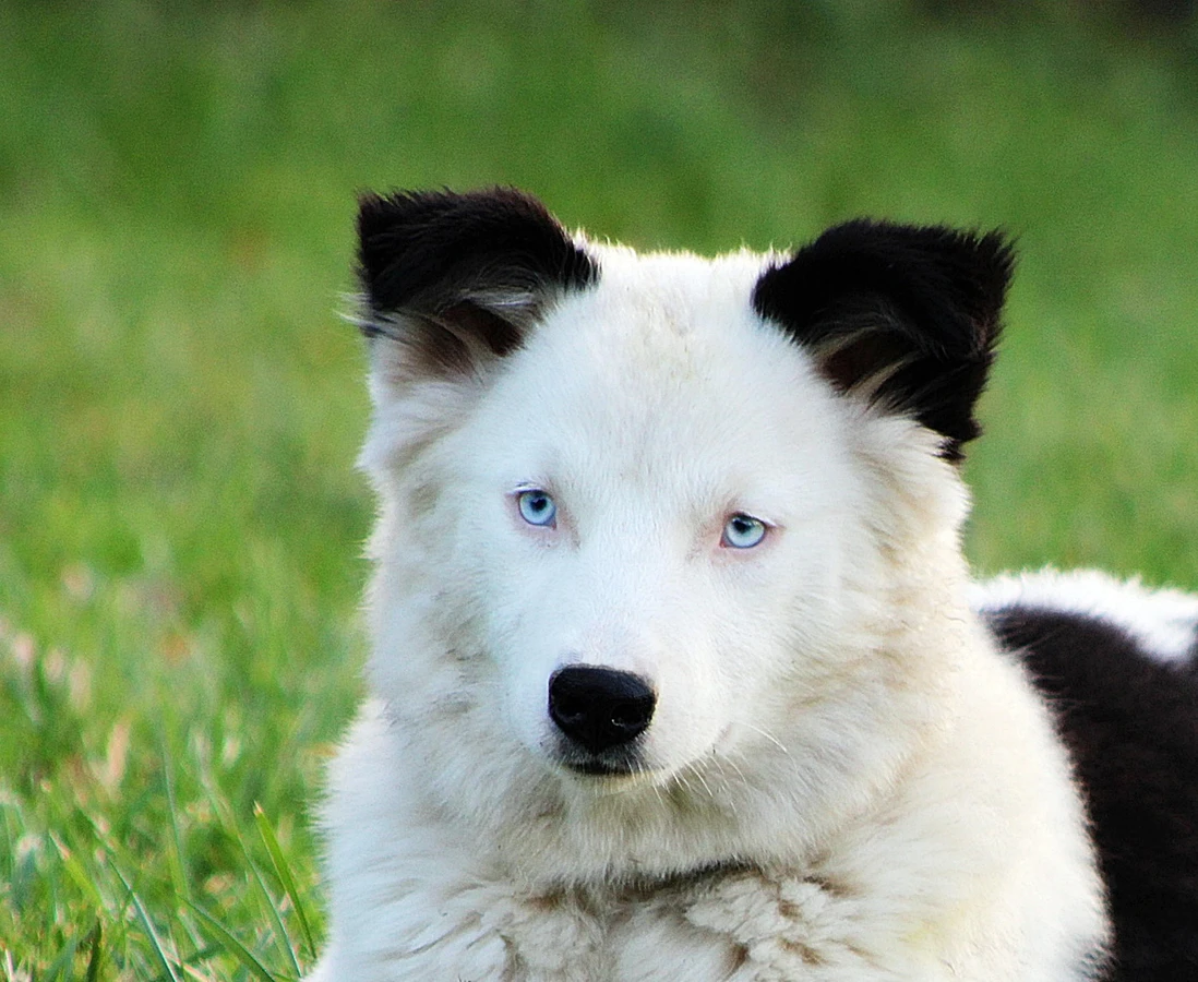 Yakutian Laika