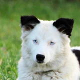 Laika yakutiana