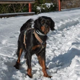 Gordon Setter