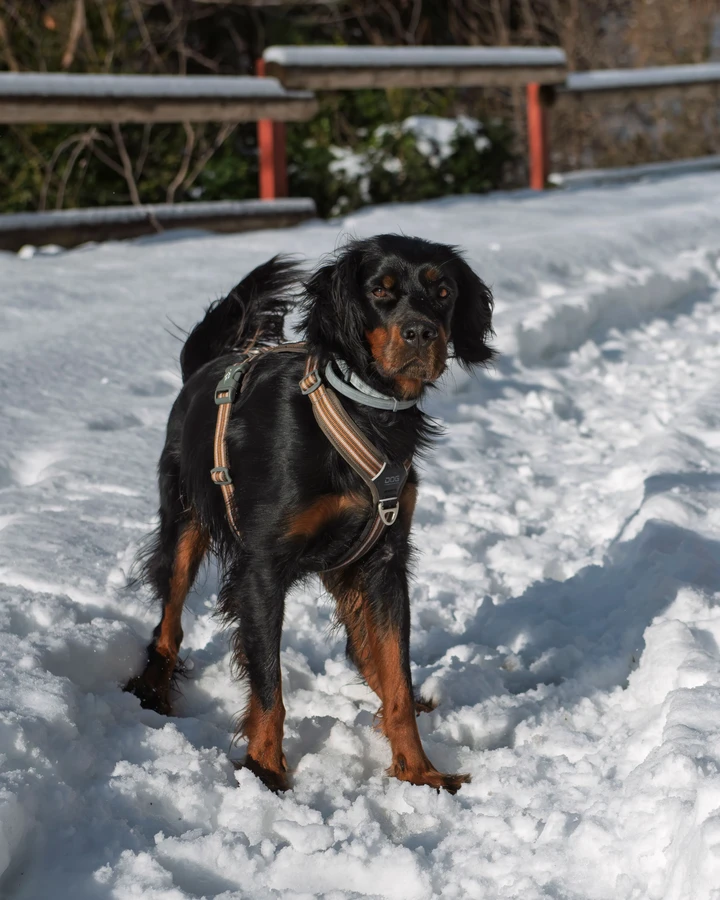 Gordon Setter