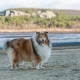 Collie de pelo largo