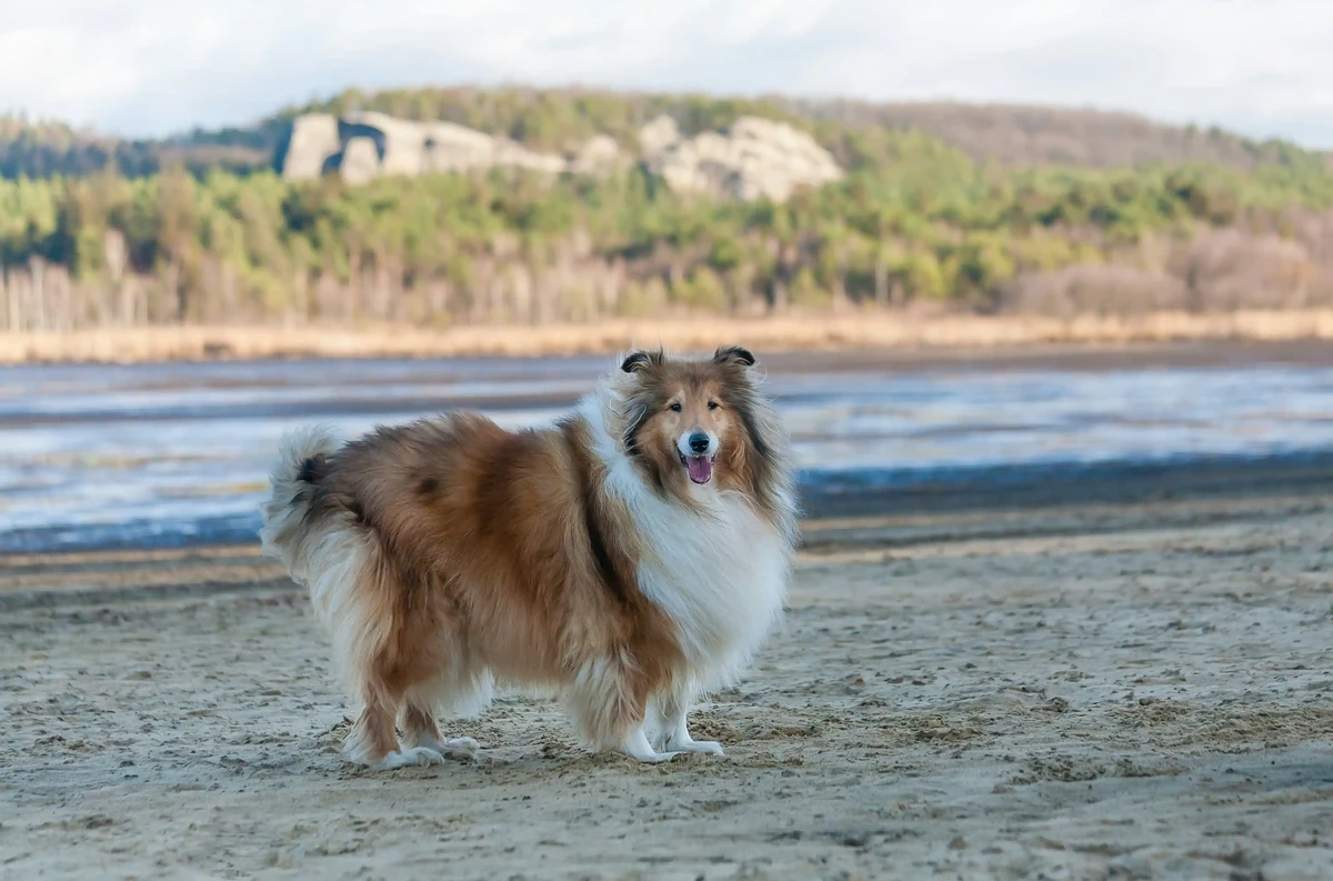Collie Rough