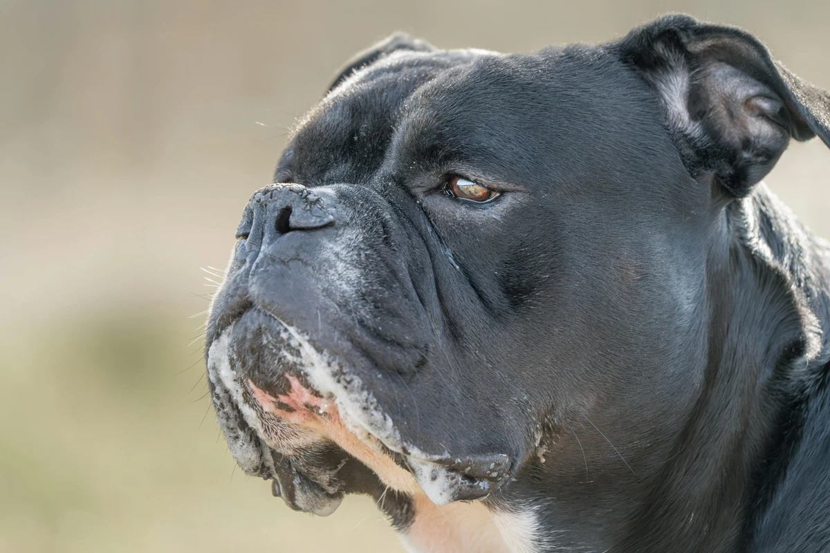Boxer