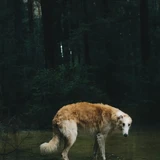 Borzoi