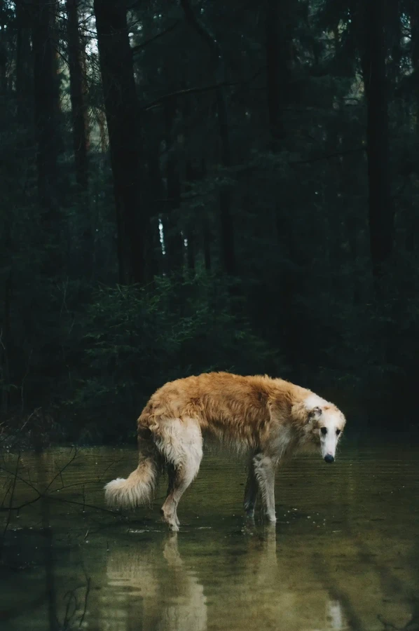 Borzoi