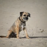 Terrier border