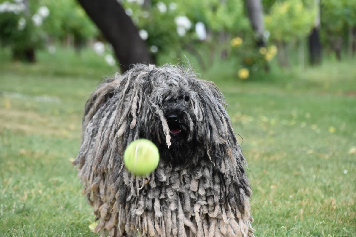 Puli