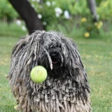 Puli