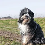 Tibetan Terrier