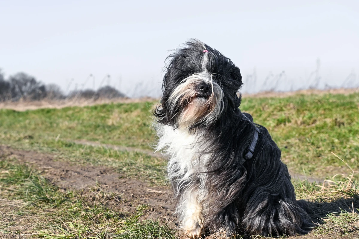 Tibetan Terrier