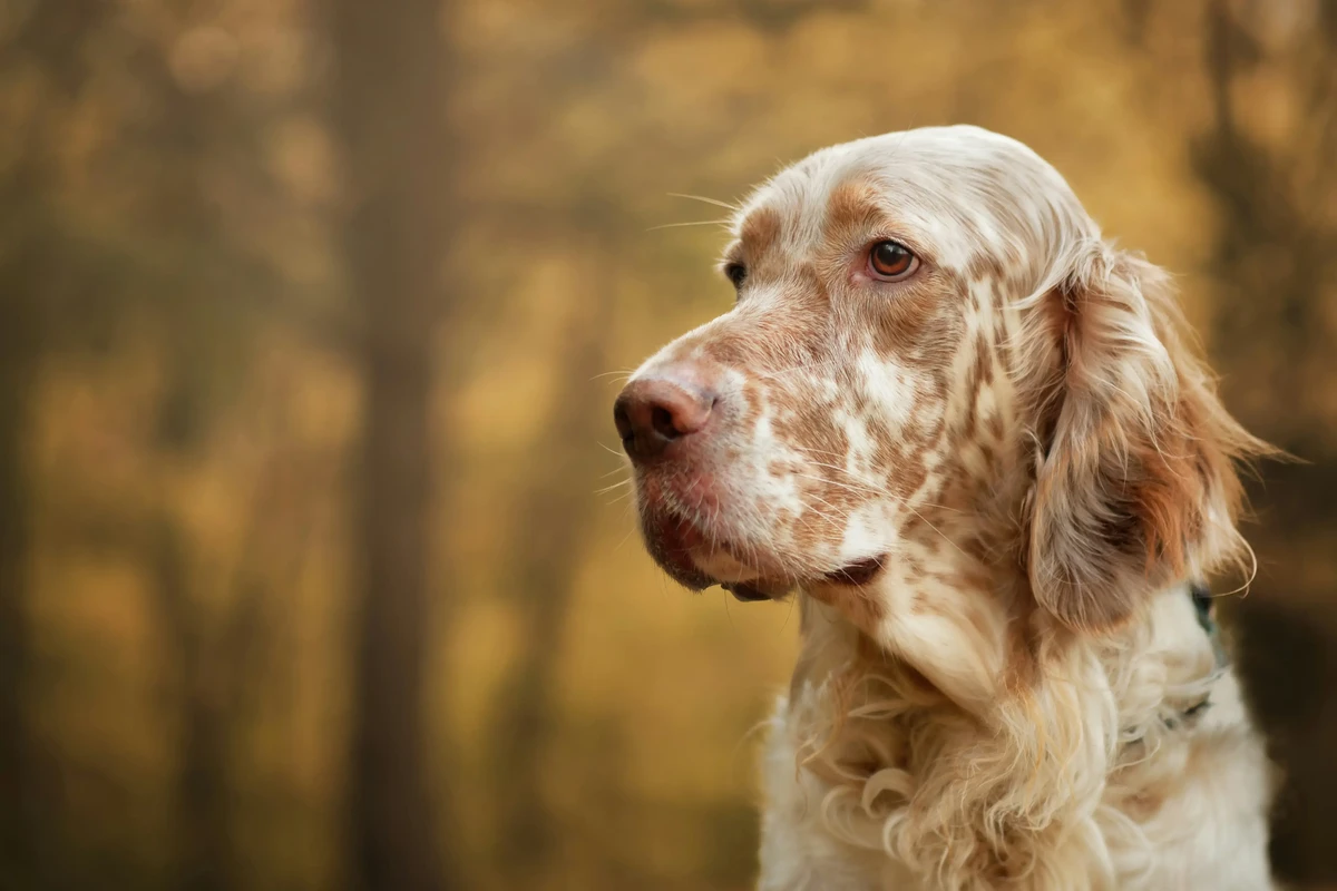 English Setter