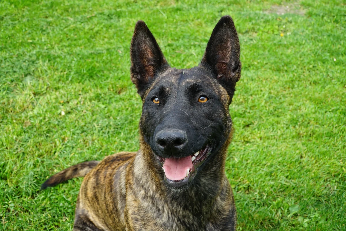 Dutch Shepherd Dog