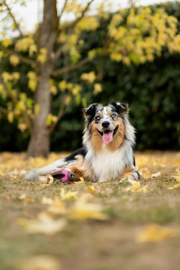 Australian Shepherd