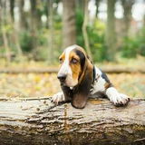 Basset hound