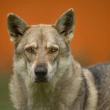 Lobo checoslovaco