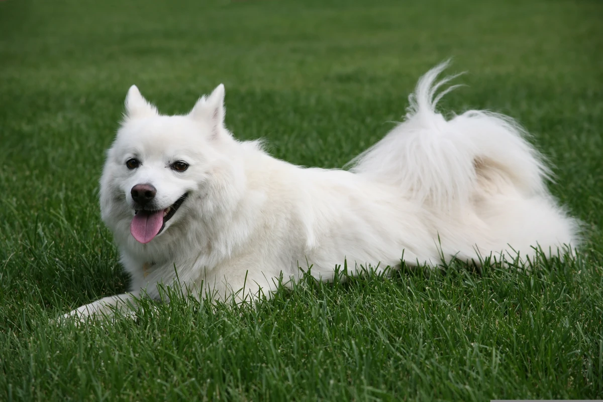 American Eskimo Dog