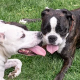 Staffordshire terrier americano