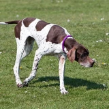 Englischer Pointer