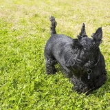 Terrier escocés