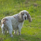 Cocker spaniel americano