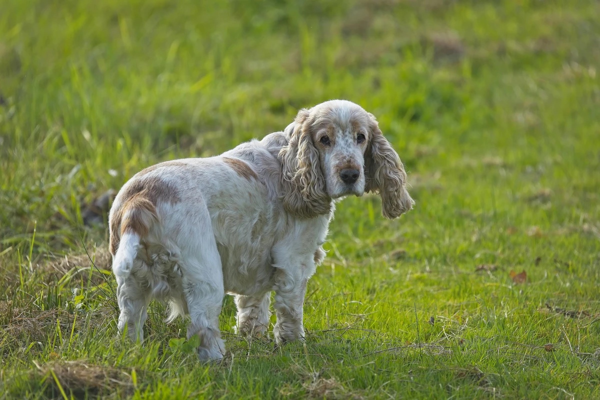 American Cocker Spaniel