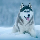 Husky siberiano