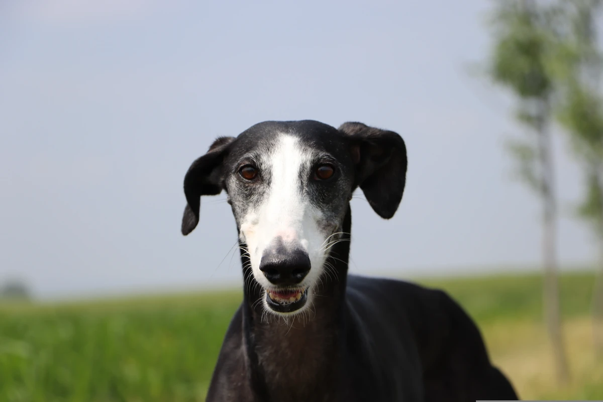 Spanish Greyhound