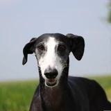 Spanish Greyhound