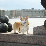 Corgi pembroke