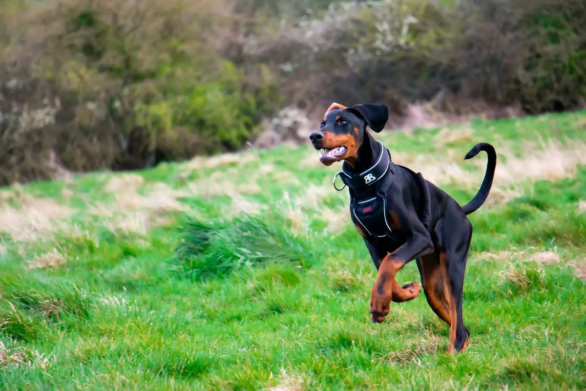 Dobermann