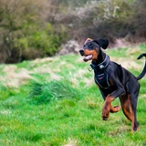 Doberman
