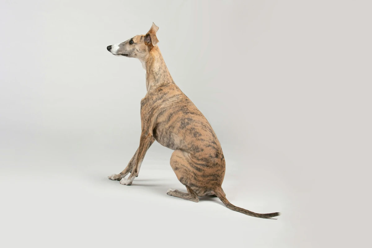 Italian Sighthound