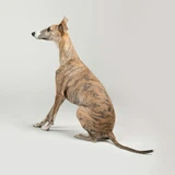 Galgo italiano