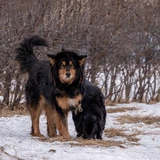 Tibetan Mastiff
